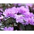 Rhododendron praecox