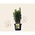Euonymus japonicus 'Green Spire'