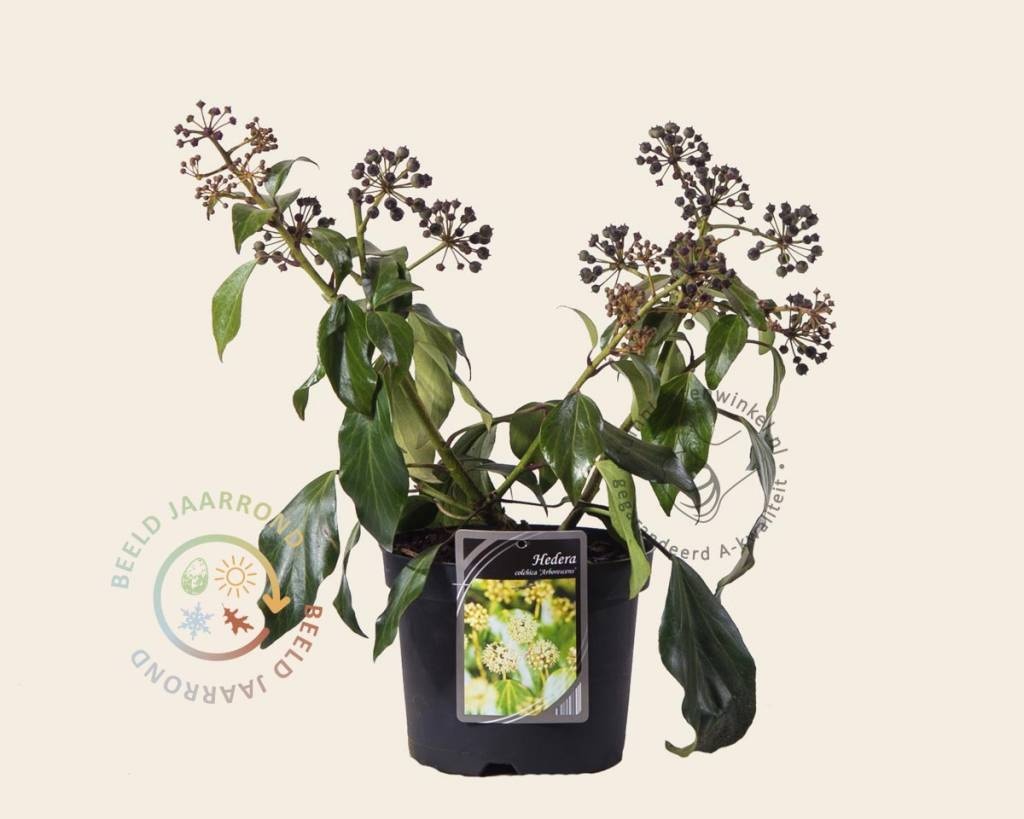 Hedera colchica 'Arborescens'
