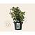Viburnum tinus
