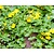 Lysimachia nummularia