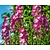 Sidalcea 'Party Girl'