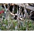 Persicaria amplexicaulis 'Alba'