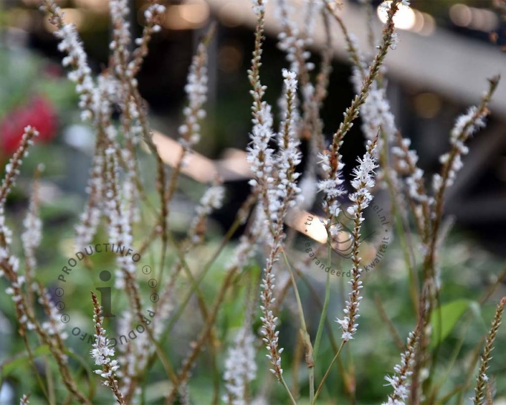 Persicaria amplexicaulis 'Alba'