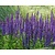 Salvia nemorosa 'Mainacht'