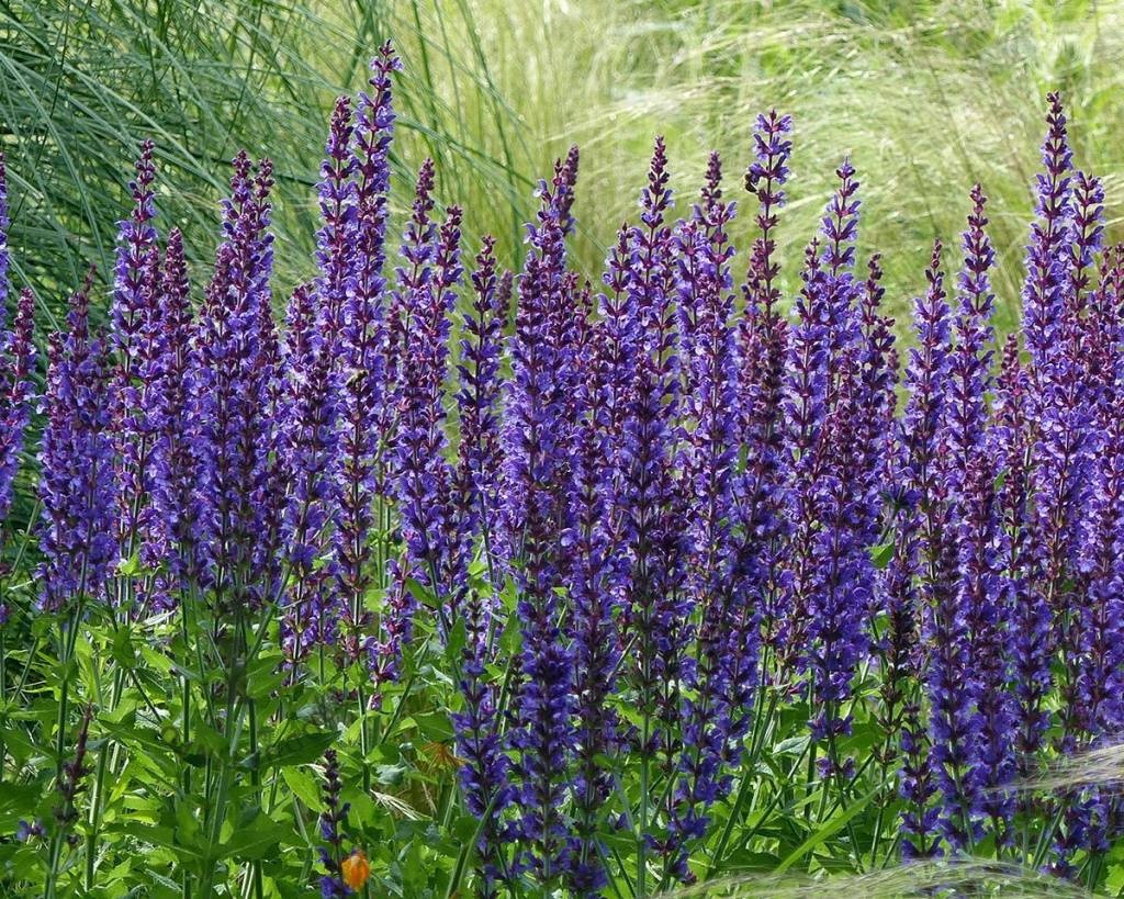 Salvia nemorosa 'Mainacht'