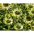 Echinacea purpurea 'Green Jewel'