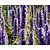 Agastache 'Black Adder'