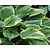 Hosta fortunei 'Aureomarginata'