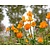 Trollius chinensis 'Golden Queen'