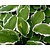 Hosta undulata 'Albomarginata'