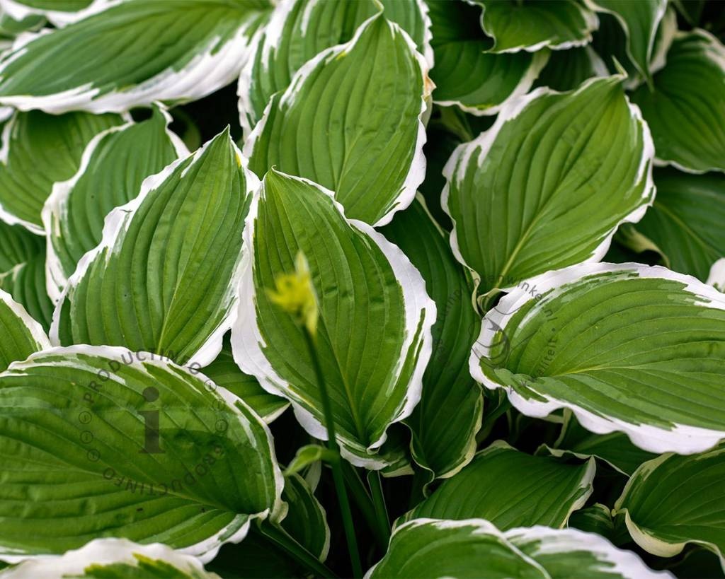 Hosta undulata 'Albomarginata'