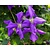 Clematis viticella