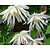 Clematis alpina 'Albina Plena'