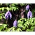 Clematis alpina