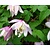 Clematis alpina 'Pink Flamingo'