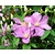 Clematis patens 'Comtesse de Bouchaud'
