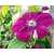 Clematis patens 'Rouge Cardinal'