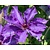 Clematis patens 'The President'