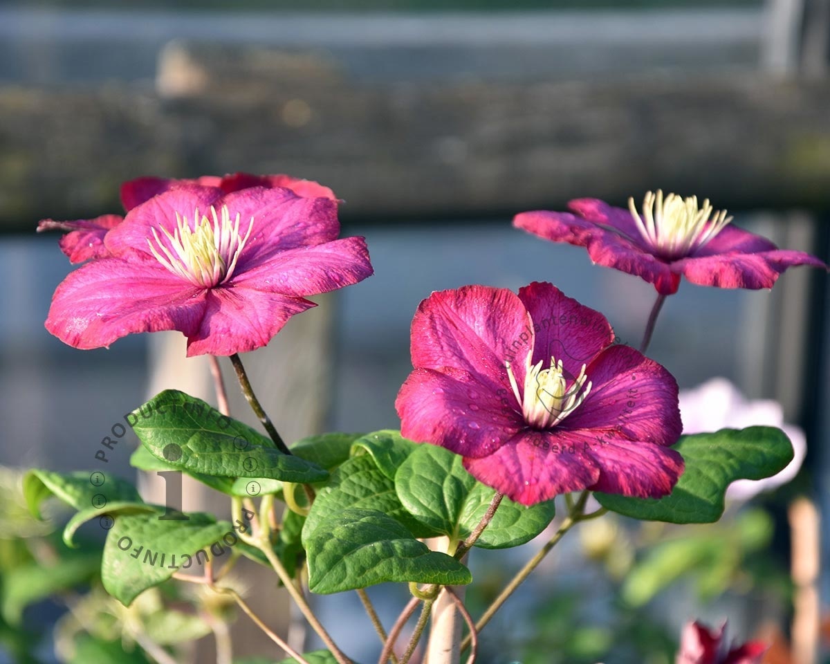 Clematis patens 'Ville de Lyon'