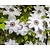 Clematis patens 'Miss Bateman'