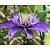 Clematis patens 'Multi Blue'