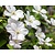 Clematis patens 'Madame le Coultre'