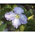 Clematis 'Blekitny Aniol' / 'Blue Angel'