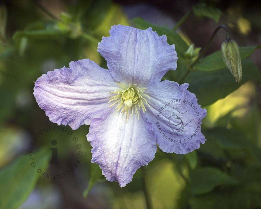 Clematis 'Blekitny Aniol' / 'Blue Angel'