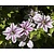 Clematis patens 'Nelly Moser'