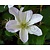 Clematis patens 'Yukikomachi'
