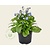Alleen in winkel Myosotis arvensis