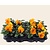 Alleen in winkel Viool Grootbloemig 'Matrix Oranje' - Tray 12 st.