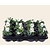 Alleen in winkel Viool Mini 'Sorbet Wit' - Tray 12 st.