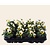 Alleen in winkel Viool Mini 'Sorbet Lemon met Oog'  - Tray 12 st.