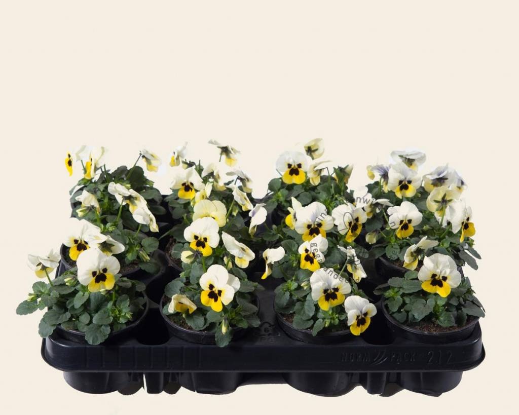 Viool Mini 'Sorbet Lemon met Oog'  - Tray 12 st.