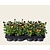 Alleen in winkel Viool Mini 'Callisto Oranje-paarse Vlag' - Tray 12 st.