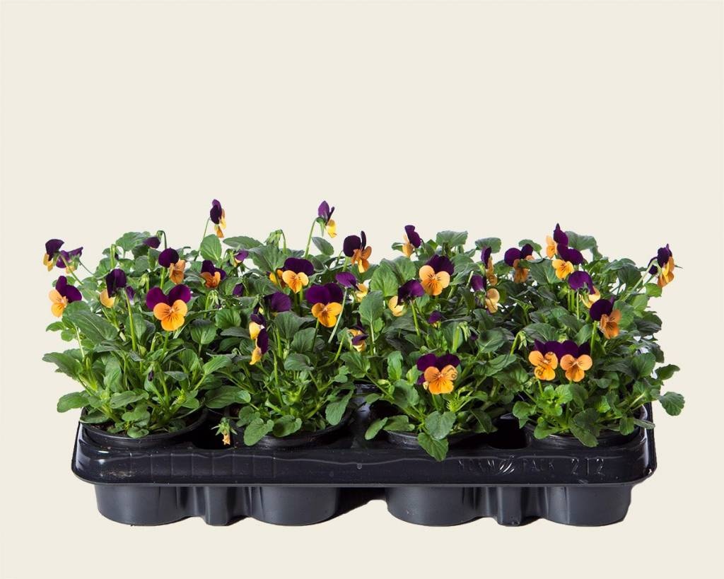 Viool Mini 'Callisto Oranje-paarse Vlag' - Tray 12 st.