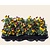 Alleen in winkel Viool Mini 'Rocky Geel-rode Vlag' - Tray 12 st.