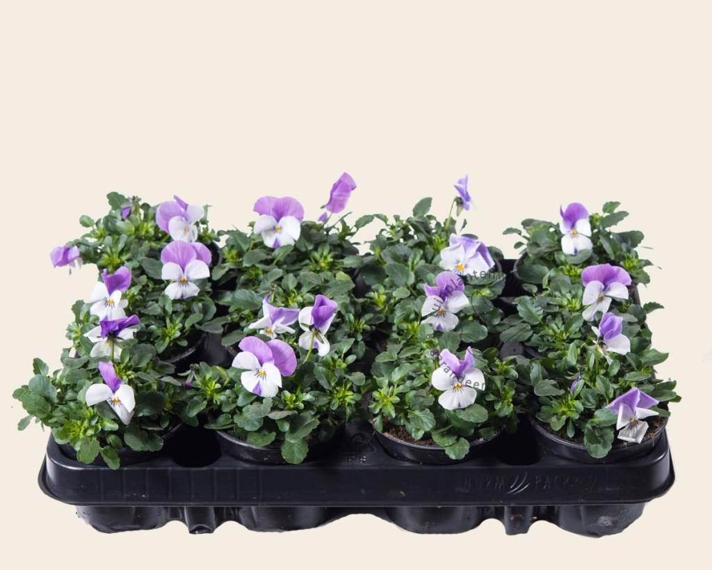 Viool Mini 'Callisto Wit-roze Vlag' - Tray 12 st.