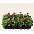 Alleen in winkel Bellis Roze - Tray 12 st.
