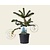 Araucaria araucana