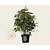 Aucuba japonica 'Variegata' - XL