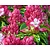 Rhododendron 'President Roosevelt'