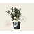 Sarcococca confusa