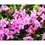 Rhododendron racemosum 'Anna Baldsiefen'