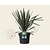 Yucca filamentosa