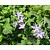Campanula garganica