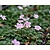 Erodium 'Roseum'