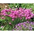 Armeria maritima 'Splendens'
